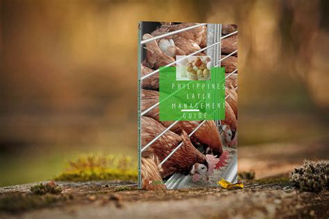 Feed management is the most important practice to get egg production at a right time. Philippine Layer Management Guide