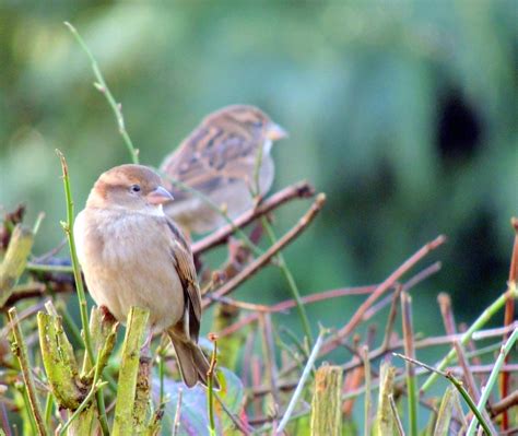 The big garden birdwatch, an annual birdwatching event to record species spotted across the uk the rspb uses the finding from the survey, published in march, to create an annual snapshot of. About a Brook: The RSPB Big Garden Birdwatch - a family affair