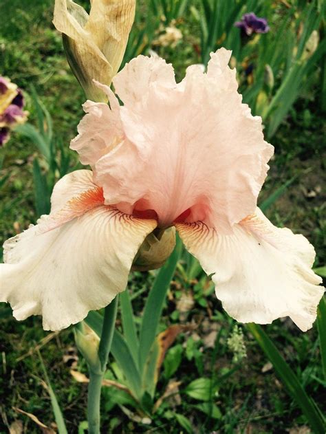 Tall Bearded Iris Iris Pagan Pink In The Irises Database