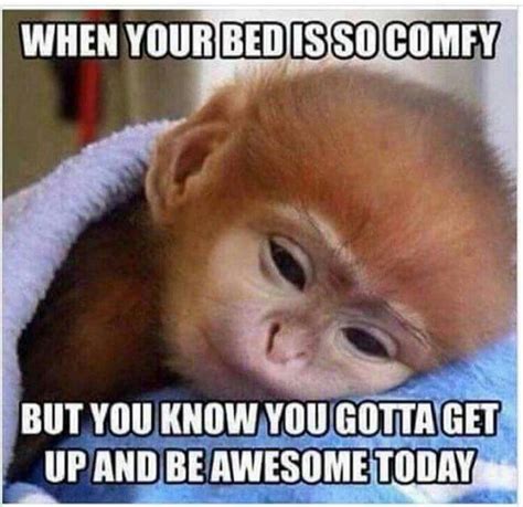 3.) for me, a lovely day is any day i wake up. 20 Funny Good Morning Memes That Will Surely Make Your Day ...