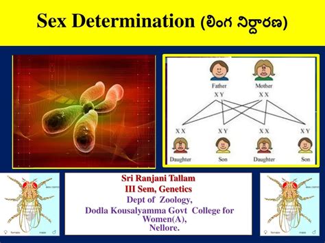 Ppt Sex Determination లింగ నిర్దారణ Powerpoint Presentation Id597194