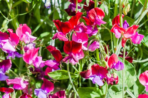How To Grow Sweet Peas From Seed In Pots Or Not For Fragrant Flowers