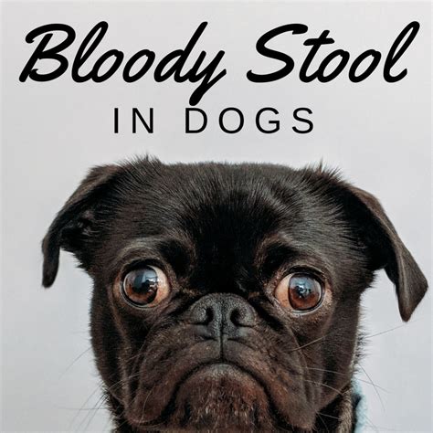 Why Is There Blood In My Dogs Poop Bloody Stool Causes And Treatment
