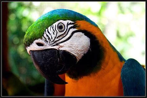 Running through the rainforest in the northern portion of south america is the amazon river. Cataratas del Iguazú | South america, Brazil holidays, Brazil