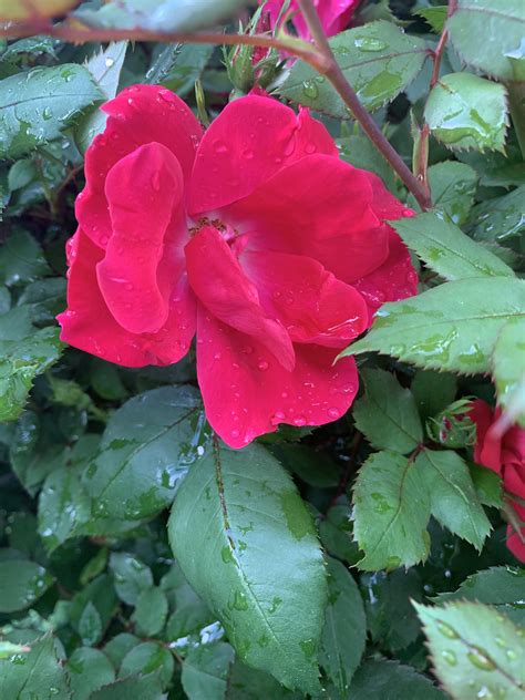 Wet Rose In My Mothers Garden Riphonexr