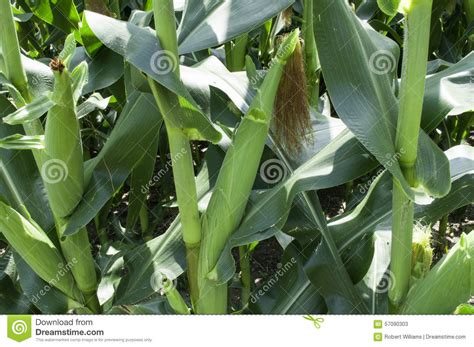 growing corn stock image image of background countryside 57090303