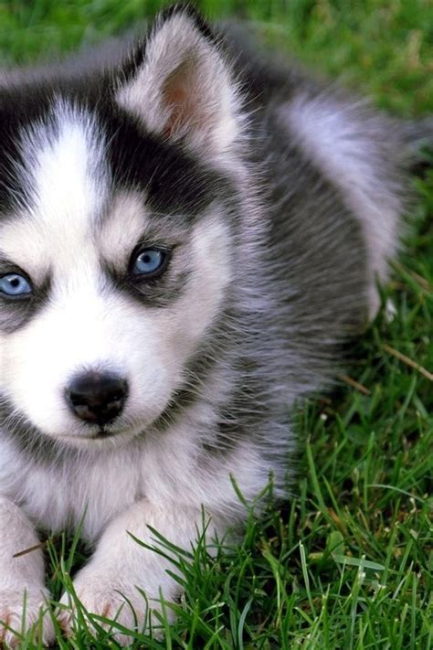 14 Husky Puppies That Should Be Illegal