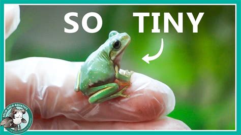 New Baby Tree Frog Youtube