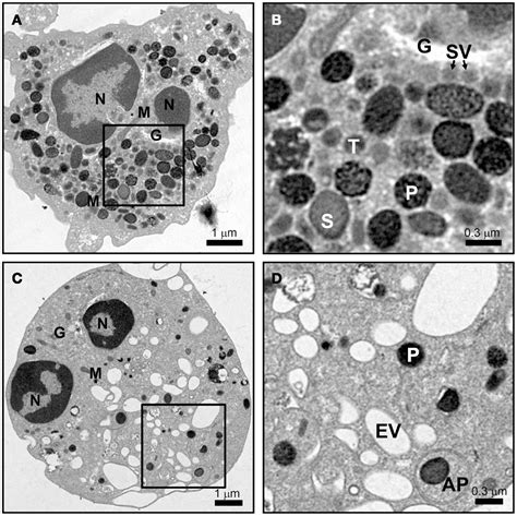 Frontiers Granule Protein Processing And Regulated Secretion In
