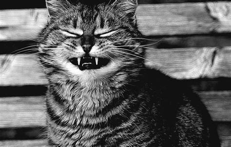 Cat Cat Smile Portrait Black And White Fangs Face Monochrome
