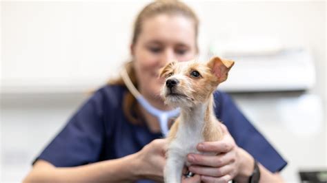 New Puppy Vaccinations l Guide and Information | Medivet