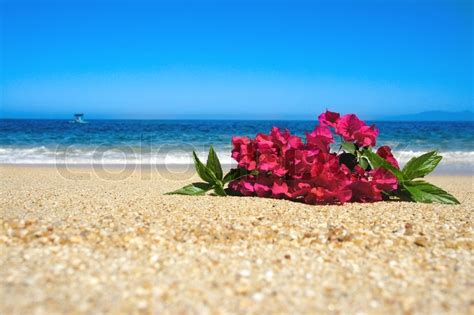 Tropical Beach Flowers Laying In The Sand With Waves And Blue Sky In