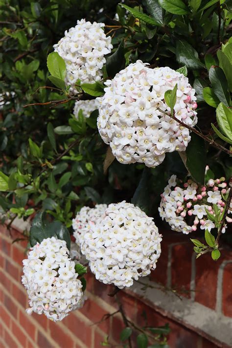 Viburnum Tinus French White Caragh Nurseries