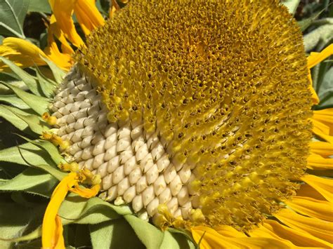 Saving Seeds Sunflowers Upstate Dispatch