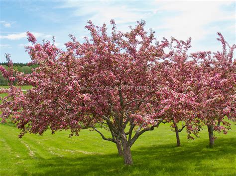 Malus Rudolph Plant And Flower Stock Photography