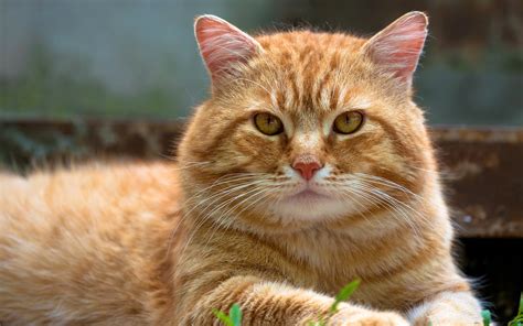 American Bobtail Cat Characteristics Temperament And Cat Care
