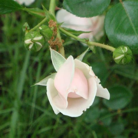 Rosebud Rose Buds Flowers Rose