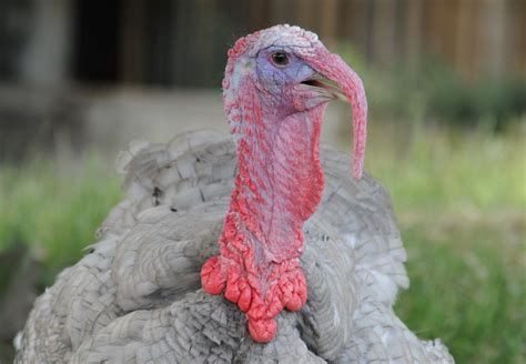 Turkey Cock Maleagris Gallopavo Cannon Hall Farm Barnsl Flickr