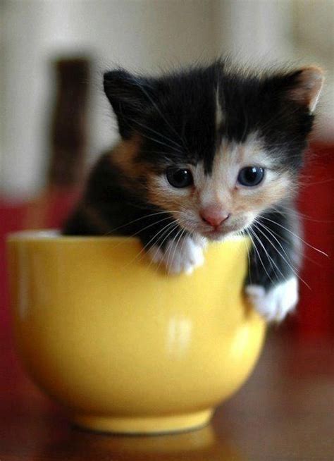 Fluffy Teacup Kitten Teacup Cats Kittens Cutest