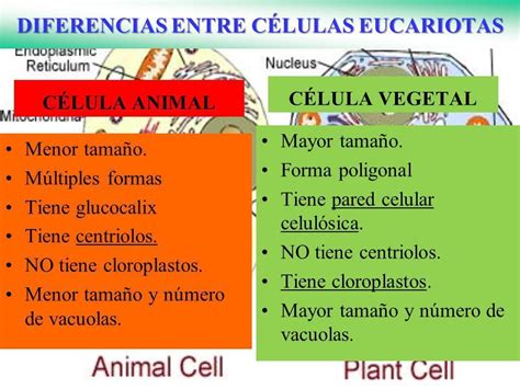 Diferencias Y Semejanzas Entre Celula Animal Y Vegetal Reverasite