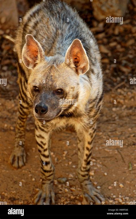 Striped Hyena Latin Hyaena Hyaena A Typical Representative Of The