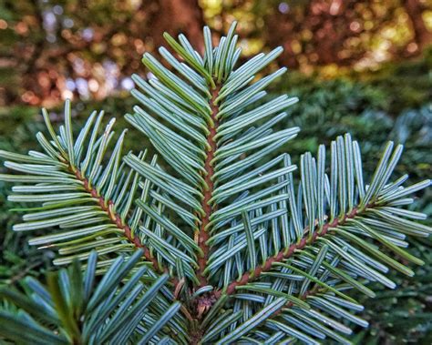 Abies Amabilis Pacific Silver Fir 10000 Things Of The Pacific