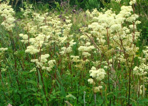 Backyard Patch Herbal Blog Meadowsweet Herb Of The Week
