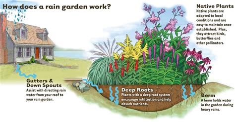 They also add unexpected beauty to low spots that tend to collect rain gardens are both beautiful and practical: Rain Gardens