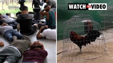 Illegal Cockfighting Syndicate Dismantled Daily Telegraph