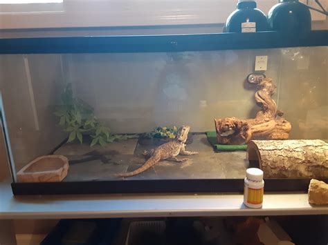 Does My Bearded Dragons Tank Have What It Needs R BeardedDragons