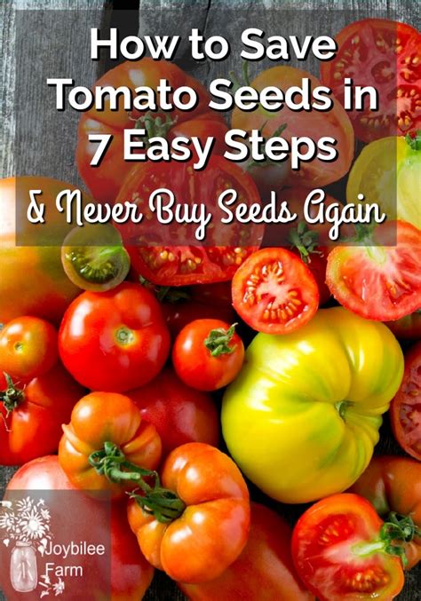 We guarantee the quality of tomatofest heirloom tomato seeds. How to Save Tomato Seeds in 7 Easy Steps and Never Buy ...