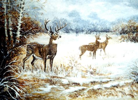 Deer Snow