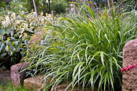 Pflanzen für schattige plätze im garten. Schattenpflanzen - Pflanzen für schattige Standorte und ...