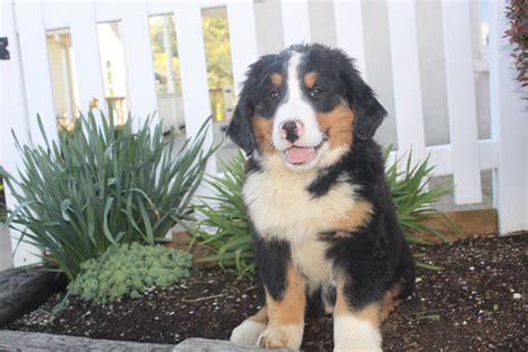 Bernese Mountain Dog Puppy For Sale Here Is A Male Bernese Mountain