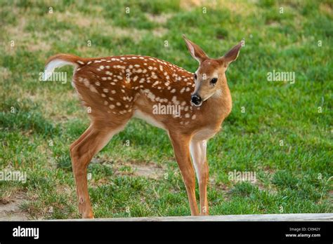 White Tailed Deer Fawn With Spots Stock Photo Royalty Free Image