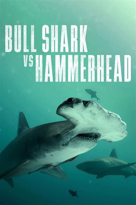 Bull Shark Vs Hammerhead 2023 Imdb