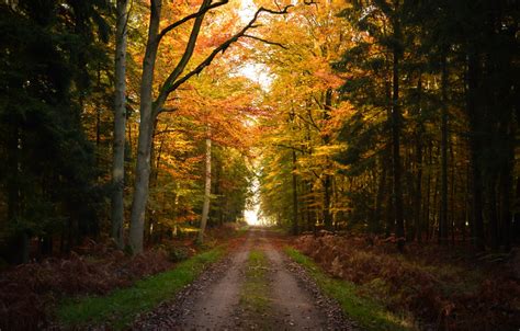 コンプリート！ Autumn Forest Photography 287652 Autumn Forest Photography