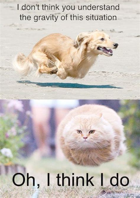 Funny Dog And Cat Running From The Gravity Of The Situation Funny