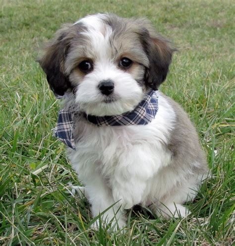 He has awesome boxy features and a very soft thick coat. www.cavachonsbydesign.com Cavachon puppies for sale ...