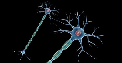 Neuron Cell 3d Model