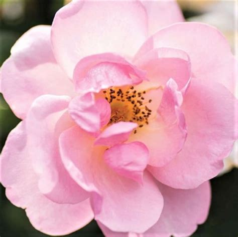 Peachy is an informal and playful way of saying excellent or peachy can also be used in a literal way to mean resembling a peach in flavor, texture. Peachy Knock Out® Rose Bushes | Buy at NatureHills.com