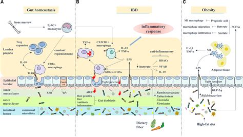 Frontiers The Relationship Between Gut Microbiota And Inflammatory