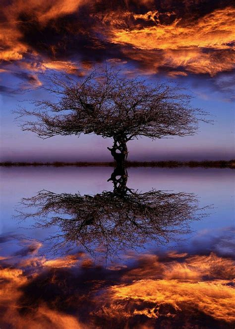 Effect Mirror Tree Reflection Nature Landscape Photography