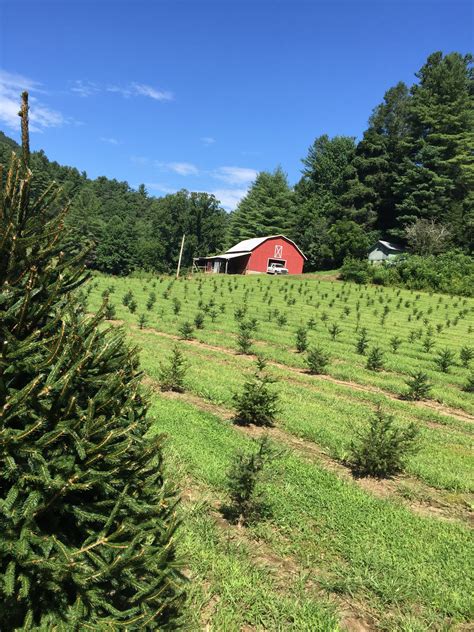 Considering Starting A Christmas Tree Farm In Henderson County
