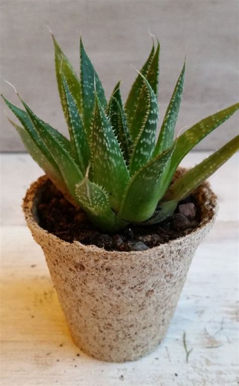 If you have a furry friend at home, consider purchasing aloe vera and other small indoor plants that fit on table tops. This is listing is for a single Succulent plant - Aloe ...