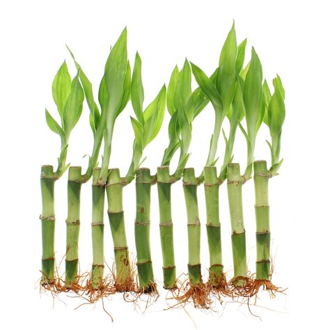 4 Straight Lucky Bamboo Live Plants Pack Of 10 Or 100 Nw Wholesaler