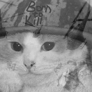 Create Meme Cat Flashbacks Flashback Cat Vietnam Cat Vietnam