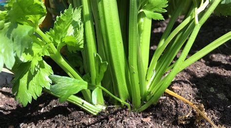 Choose a cool area of the garden if you are in a warmer region. Growing Celery - Diary of a Rocket Gardener