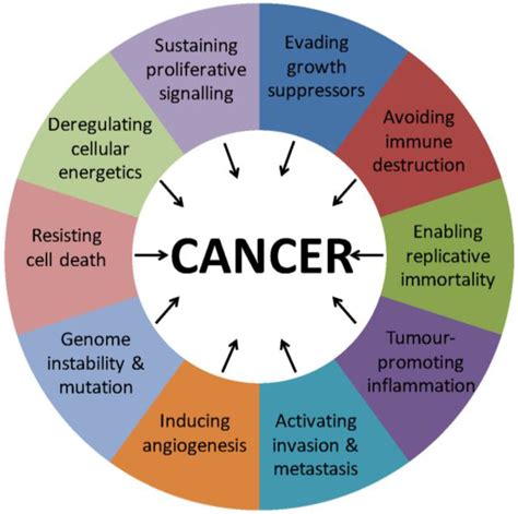 Cancers Free Full Text Mechanisms Of Nuclear Export In Cancer And