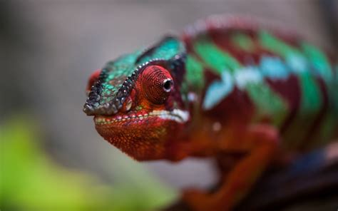 Wallpaper Colorful Animals Nature Red Green Chameleons Lizard